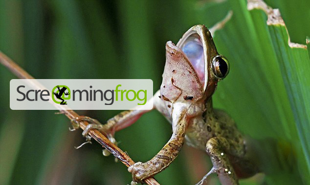 what is screaming frog seo spider